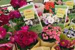 fiori associazione